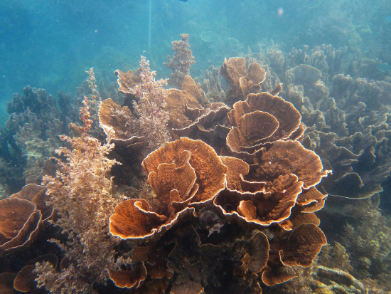  Montipora aequituberculata (Cup Coral, Whorl Coral)
